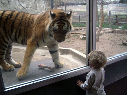 Kid And Tiger